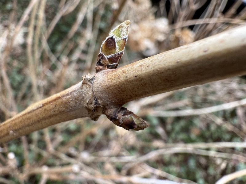 Some hydrangeas set next year’s buds this year