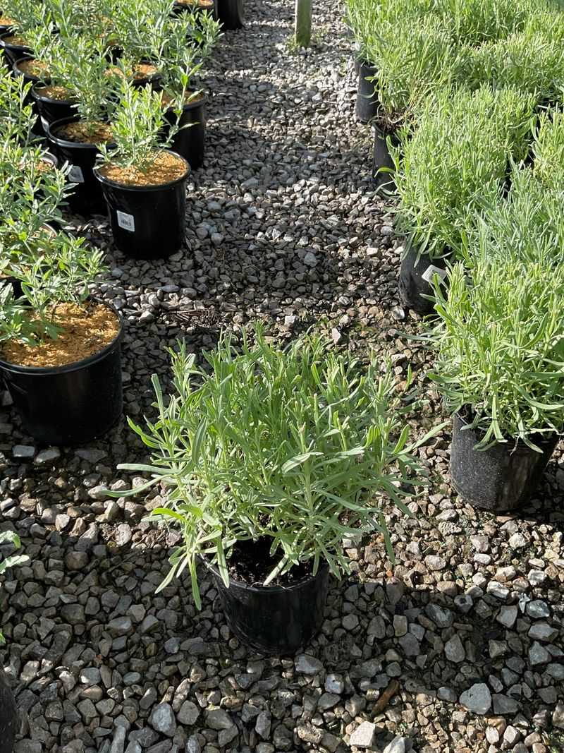 Some plants are replacement candidates