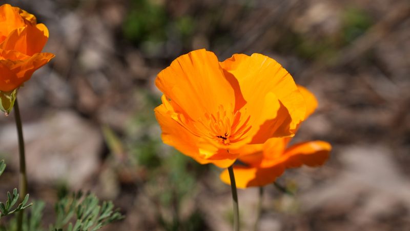 Some plants tolerate feeding better, but none creates a force field