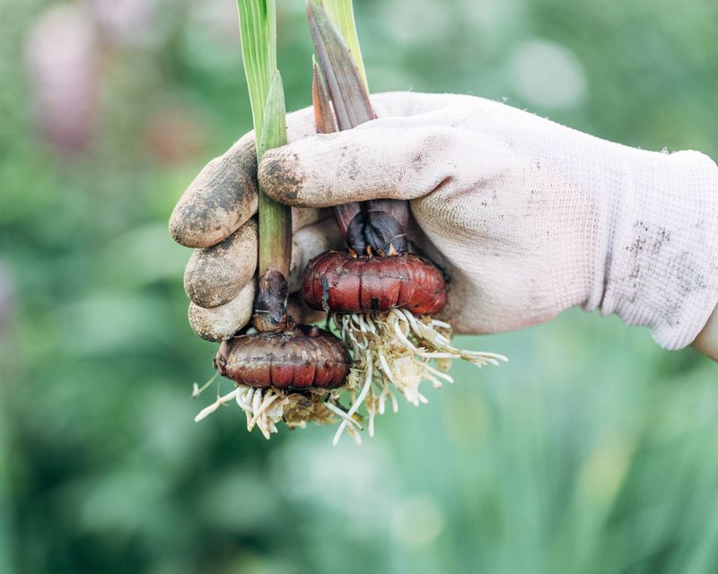 Sort the corms before they enter storage