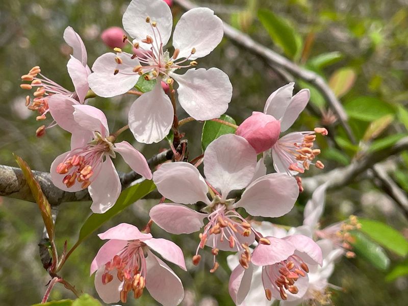 Southern Crabapple