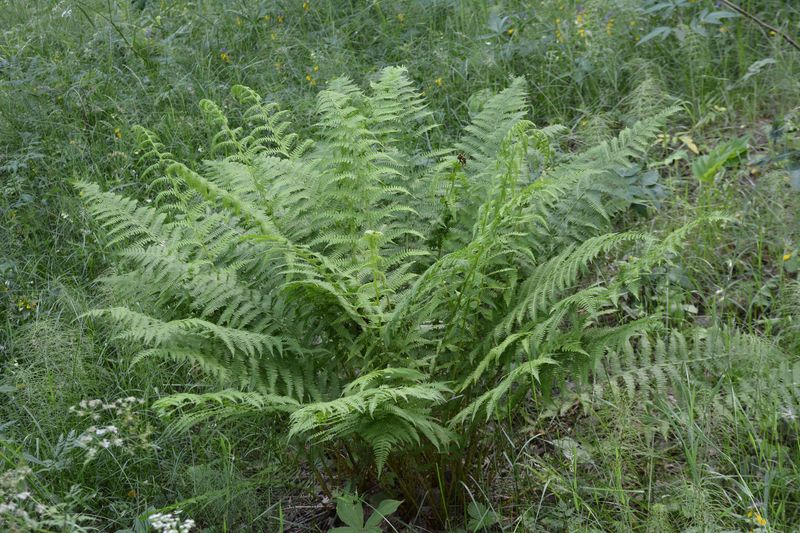 Southern Lady Fern