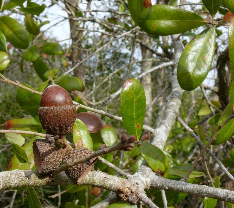 Southern Live Oak