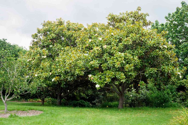 Southern Magnolia Southern Magnolia