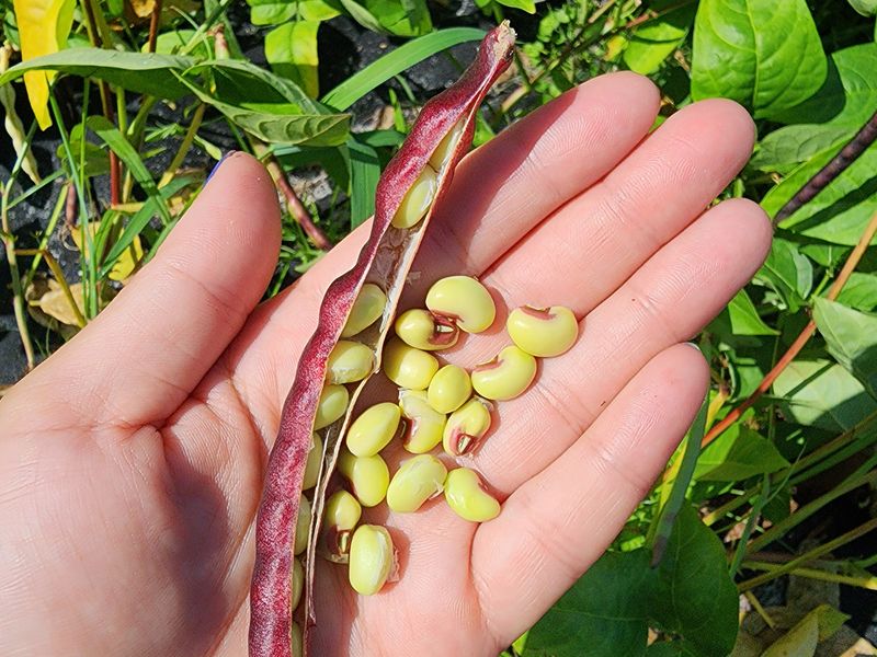 Southern Peas