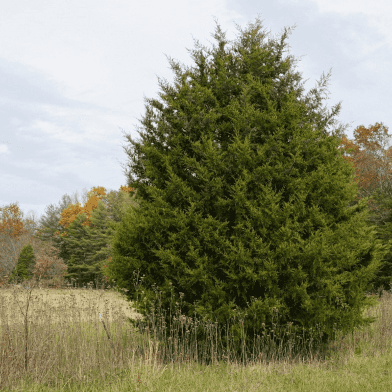Southern Red Cedar