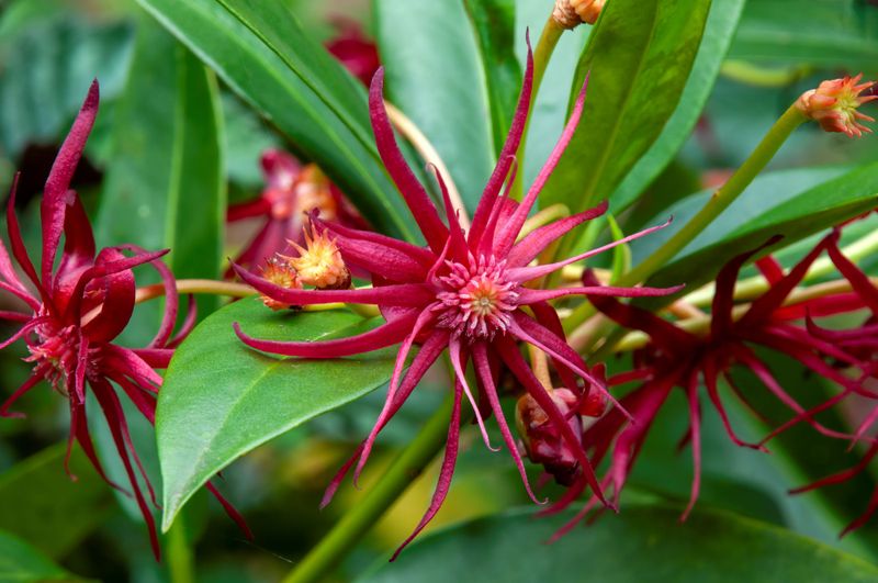 Southern Wax Myrtle Hedge Alternative: Anise Shrub