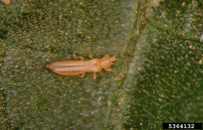 Southern fall conditions can point to another stem pest