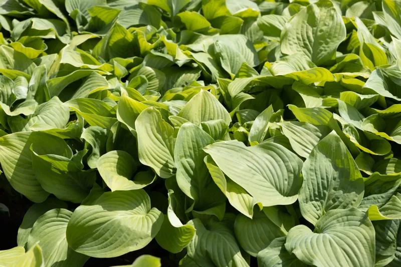 Southern hostas need local cues, especially in Florida