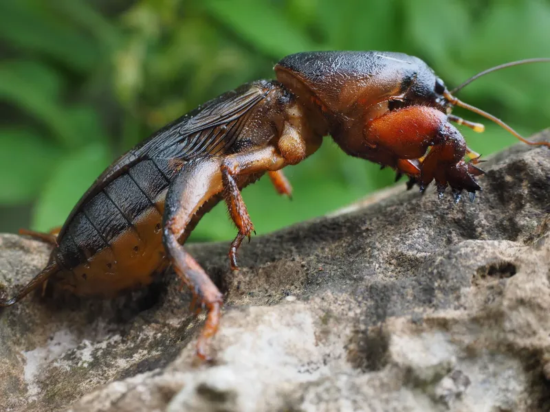 Southern warm-season lawns need a mole-cricket check