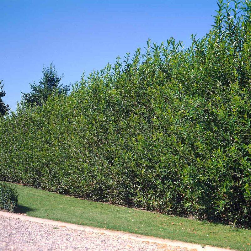 Southern wax myrtle offers a different kind of privacy screen Southern wax myrtle offers a different kind of privacy screen
