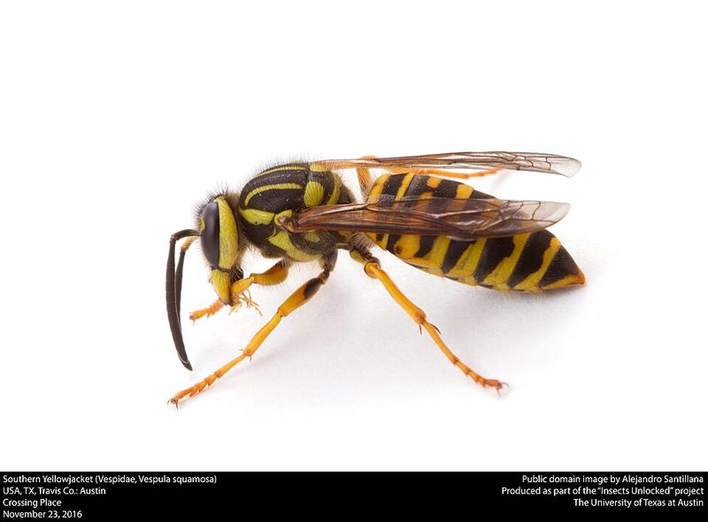Southern yellowjackets are the leading Texas suspect