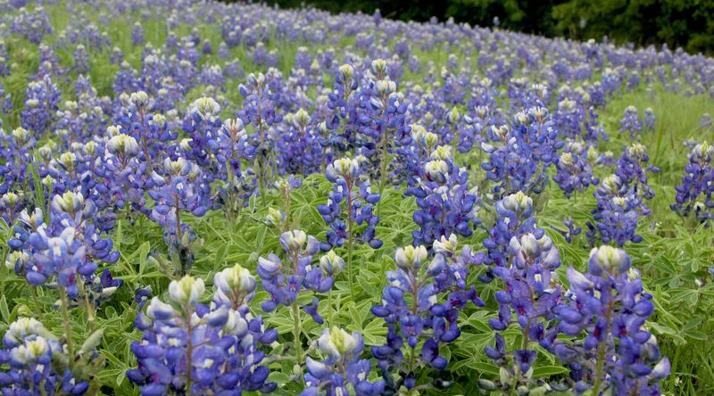Sow bluebonnets and selected wildflowers when conditions cooperate