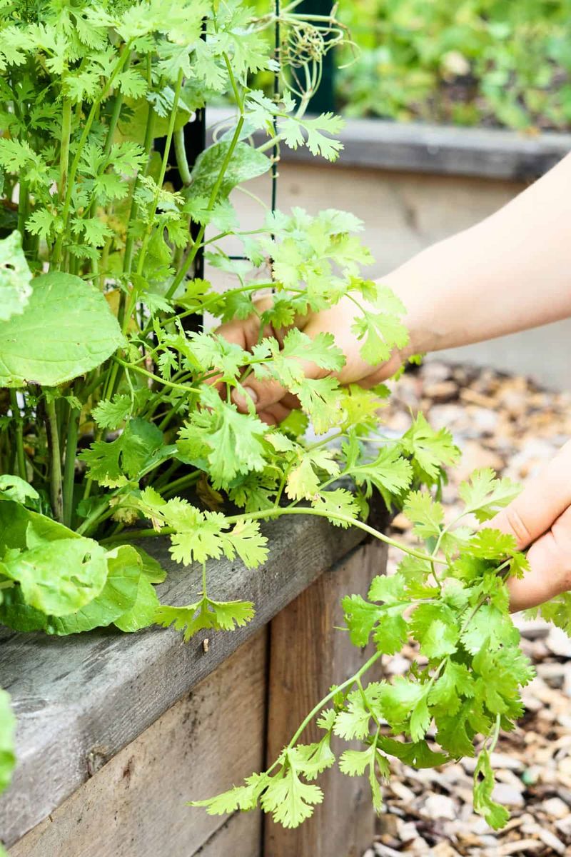 Sow small batches to keep leaves coming Sow small batches to keep leaves coming