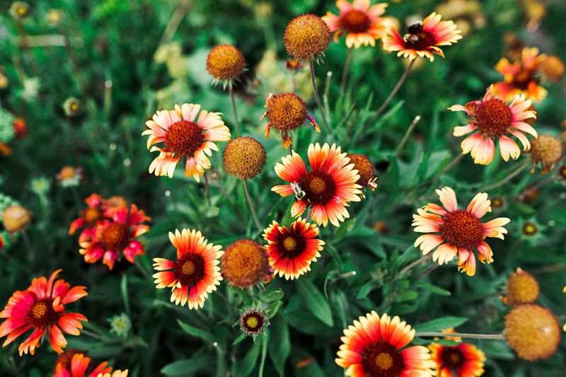 Sow the seed shallowly in a clean, lightly prepared bed