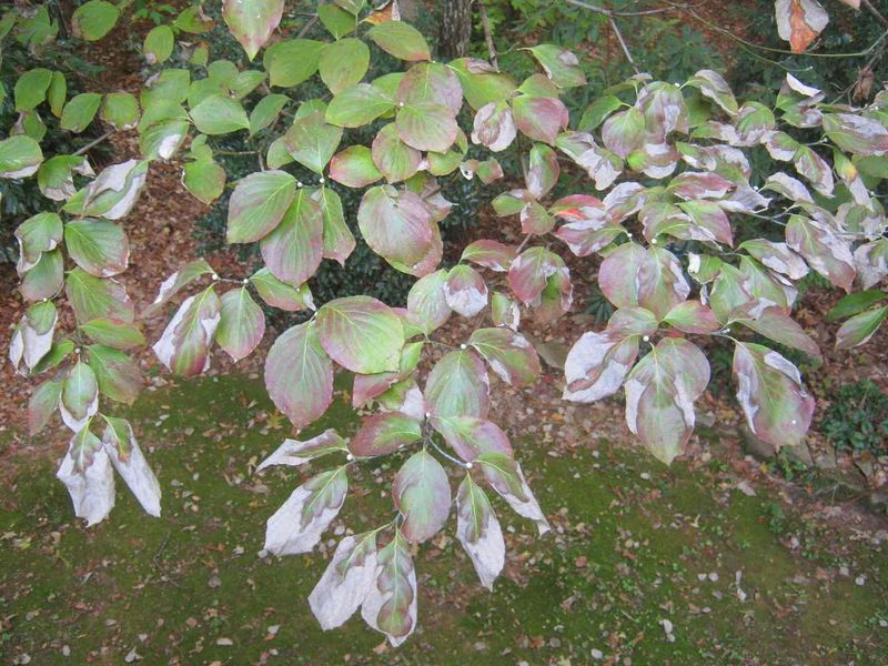 Sparse flowering has several possible causes Sparse flowering has several possible causes