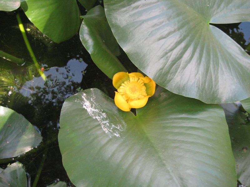 Spatterdock