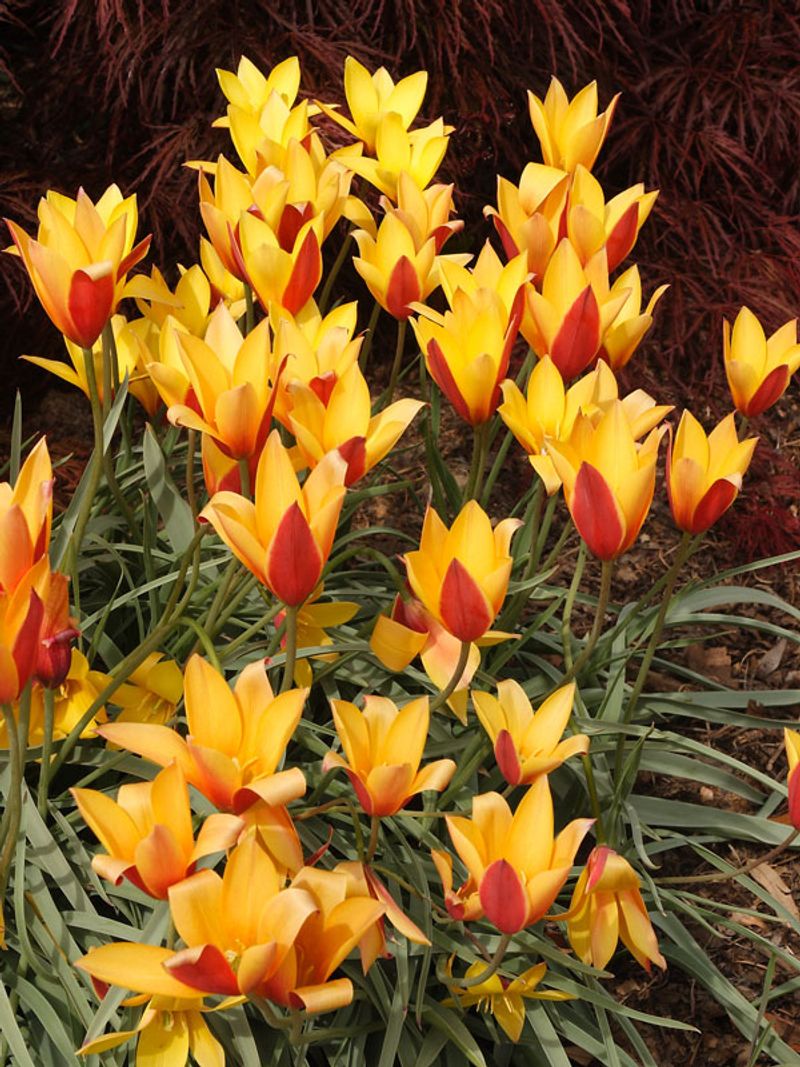 Species Tulips