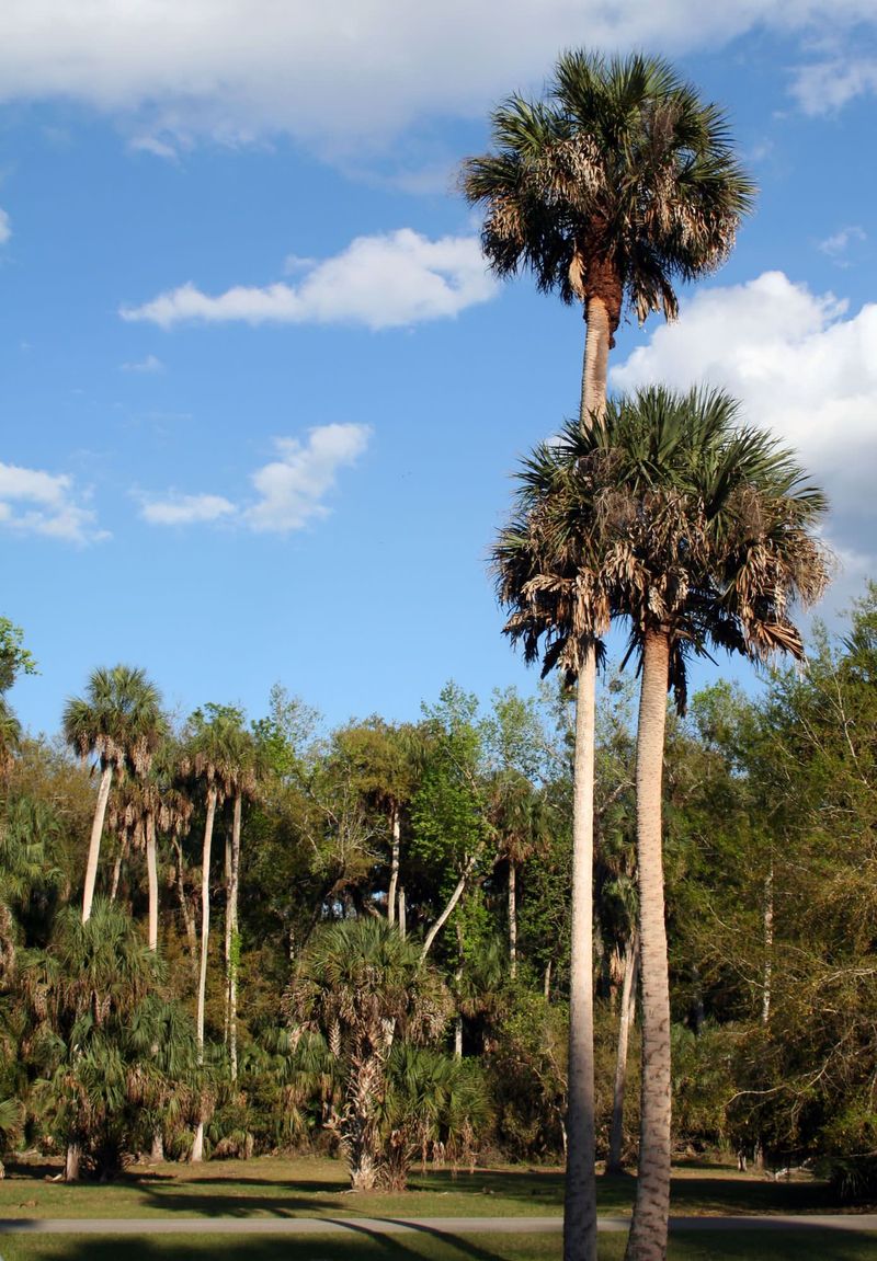 Species and age determine whether a palm keeps its boots