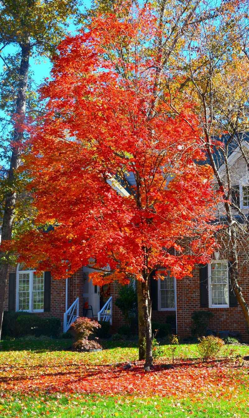 Species and yard conditions can make neighboring trees disagree