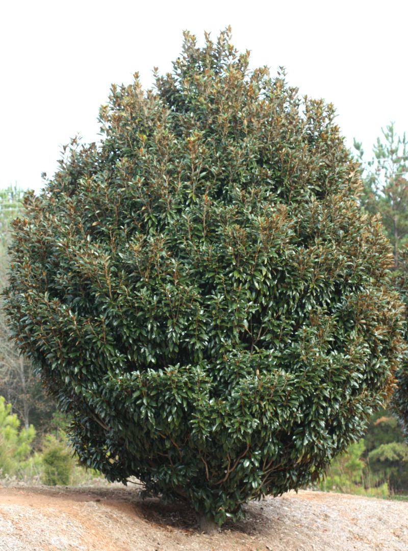 Species determine when the fruit appears