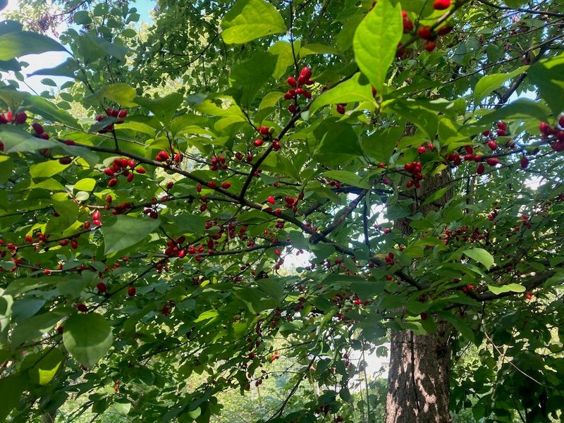 Spicebush