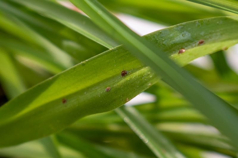 Spider Plant