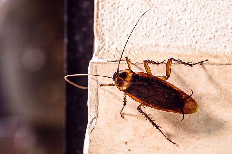 Spider sightings cannot measure cockroach entry
