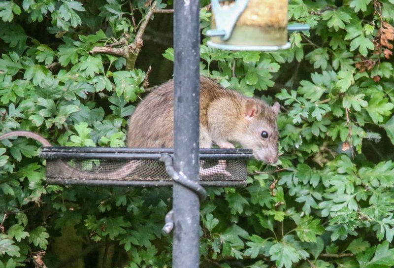 Spilled birdseed can become a dependable rat food source