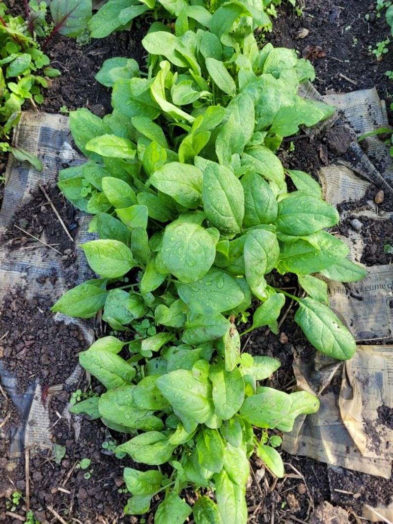 Spinach
