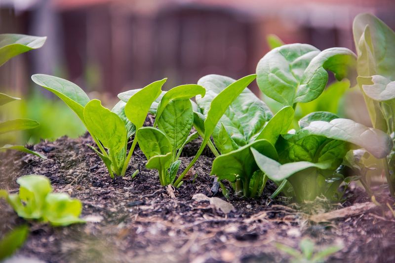 Spinach needs steady moisture, not a saturated root zone Spinach needs steady moisture, not a saturated root zone