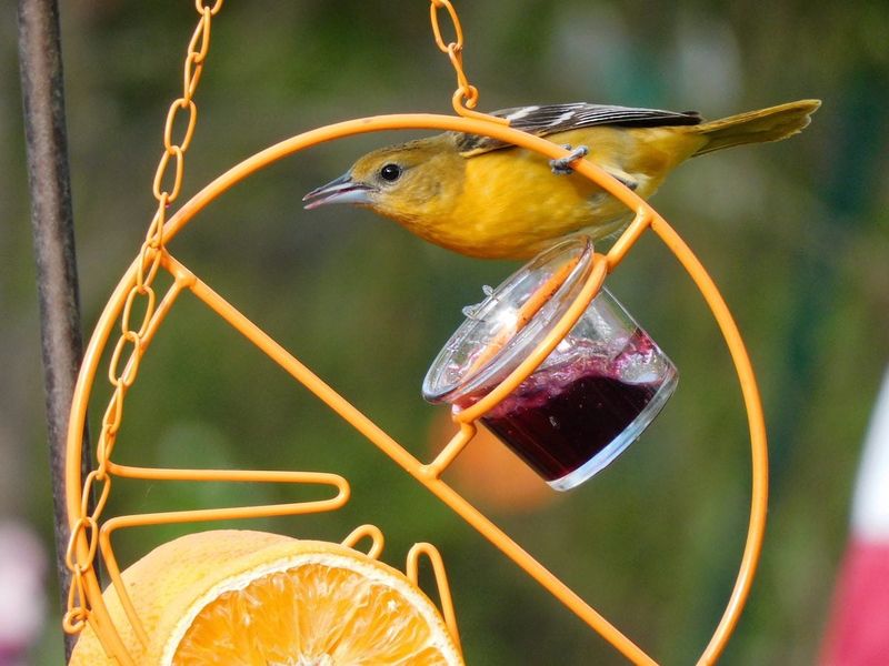 Spoiled food can make a feeder unsafe or unsuitable Spoiled food can make a feeder unsafe or unsuitable