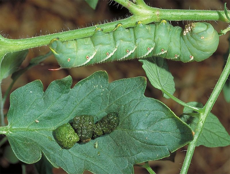 Spot-treat the problem, not the whole garden