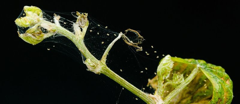Spots and webbing point to problems beyond seasonal dormancy Spots and webbing point to problems beyond seasonal dormancy