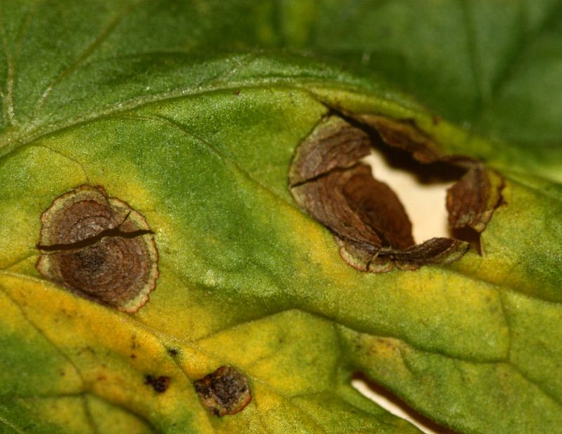 Spots, stippling, and webbing change the diagnosis