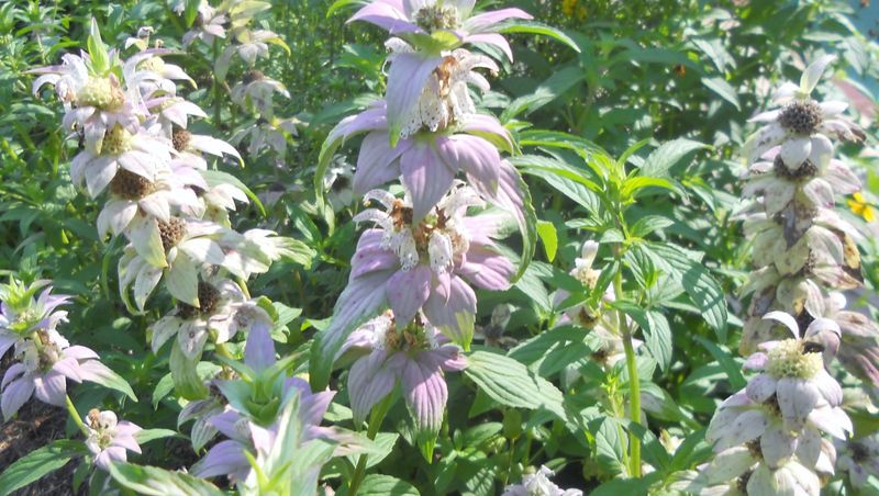Spotted Beebalm