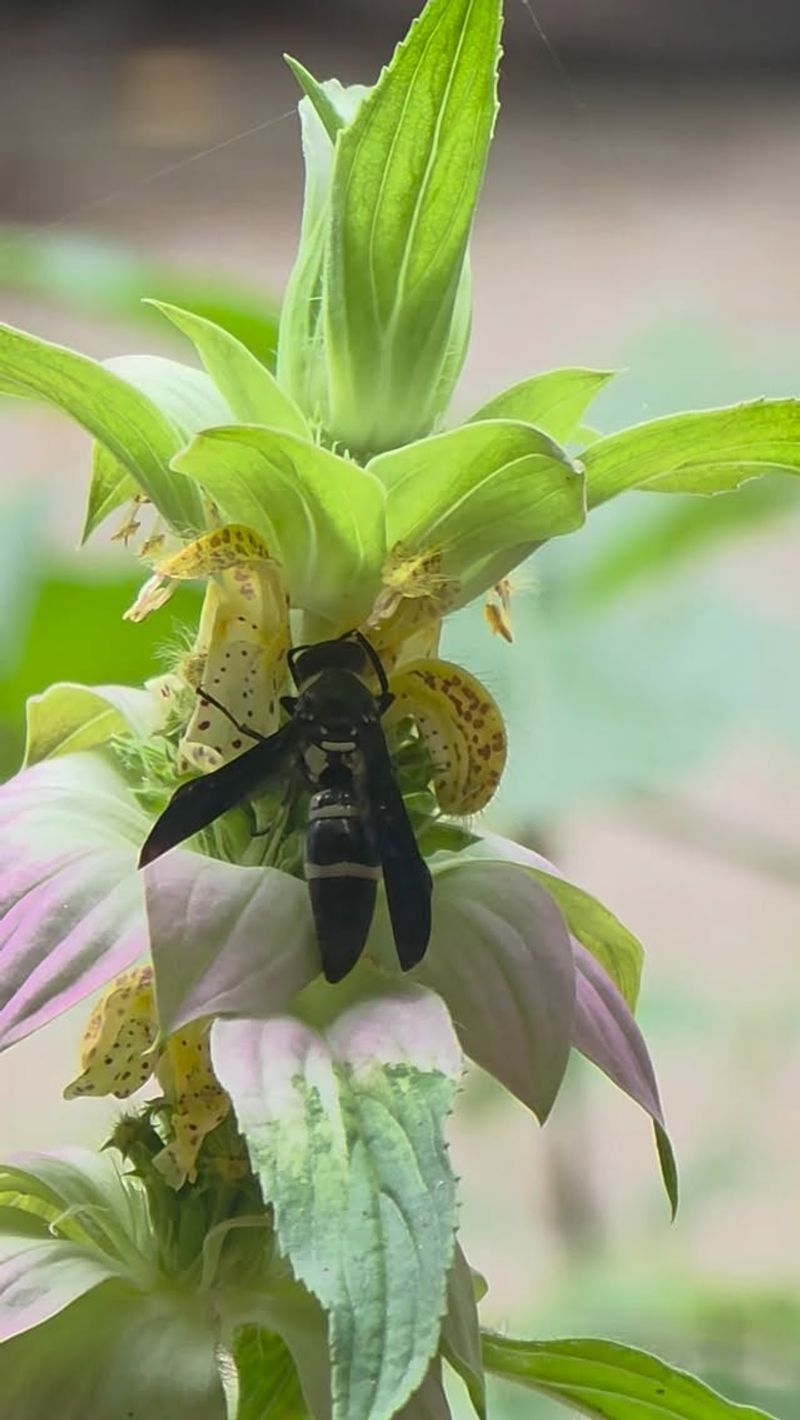Spotted Beebalm