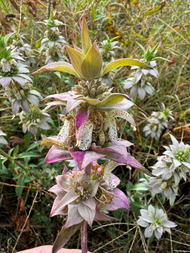 Spotted Beebalm