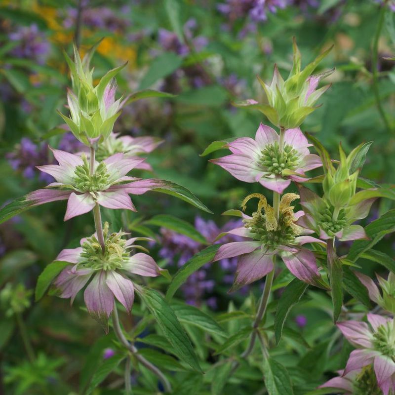 Spotted Beebalm Spotted Beebalm