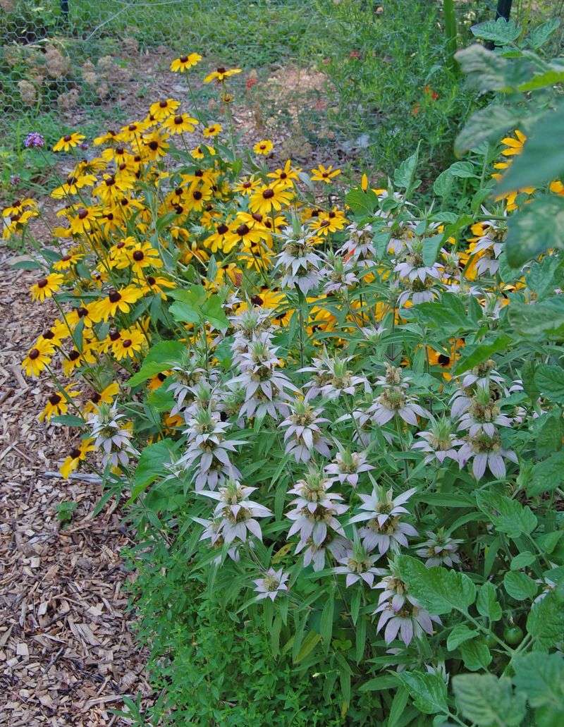 Spotted Beebalm