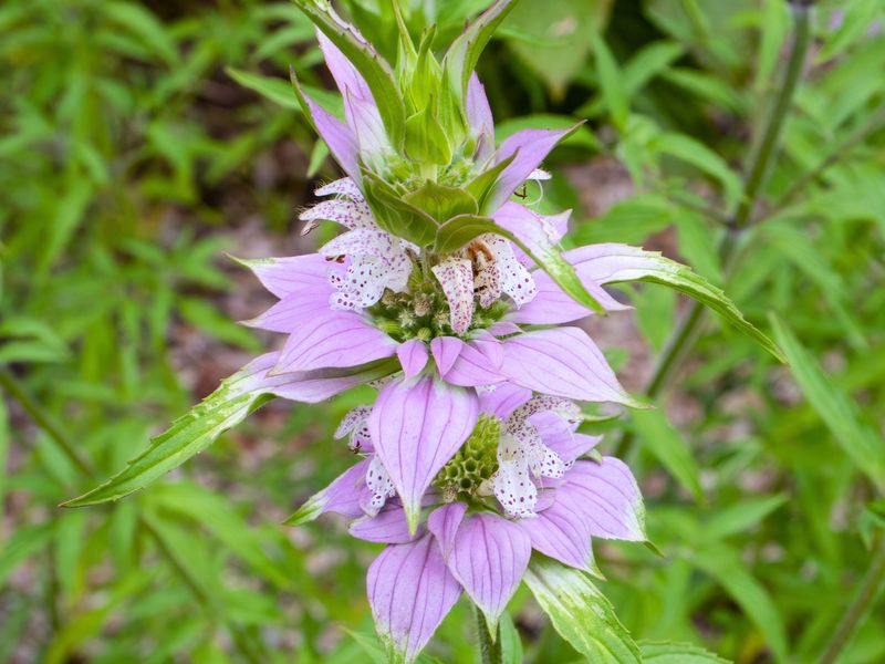 Spotted Beebalm