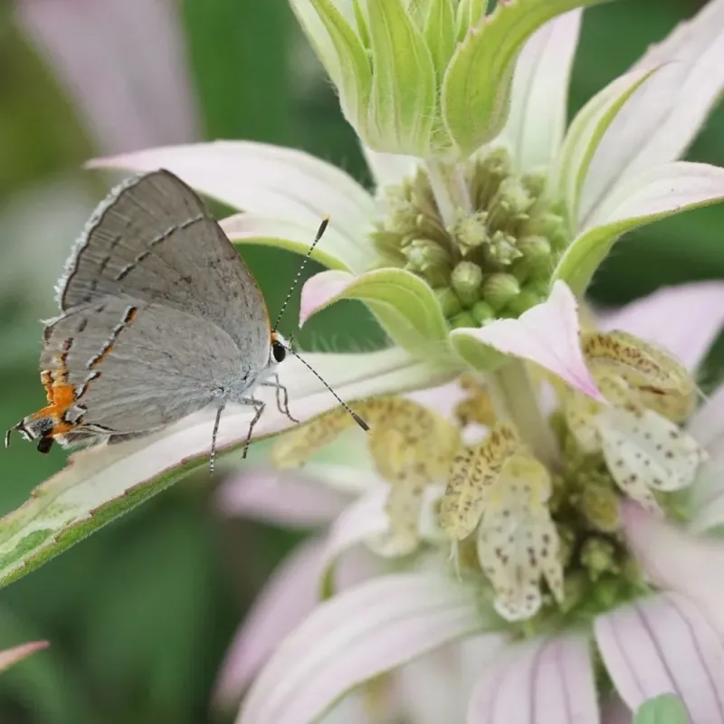 Spotted Beebalm