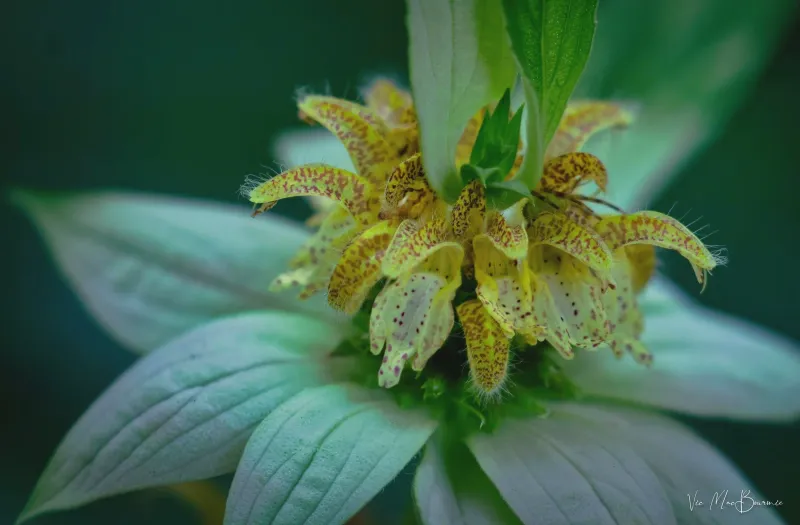 Spotted beebalm