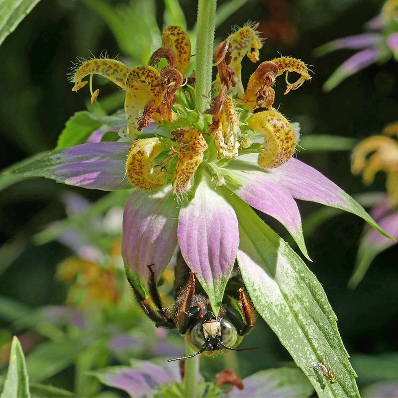 Spotted beebalm Spotted beebalm