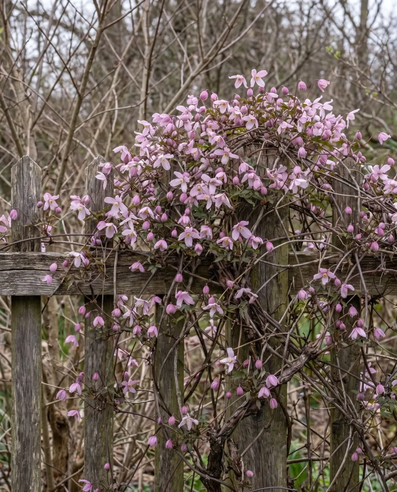 Spring Bloomers Need Their Old Stems