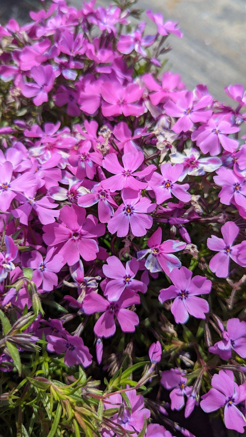 Spring flowers add color and wildlife value
