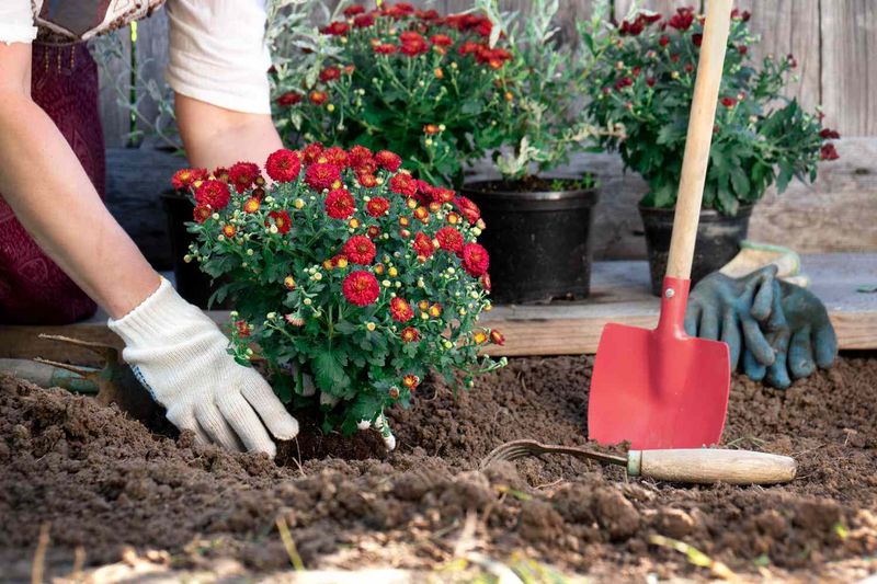 Spring usually gives garden mums the strongest start