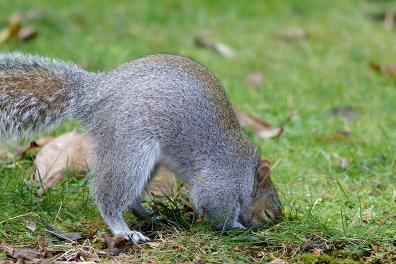 Squirrels