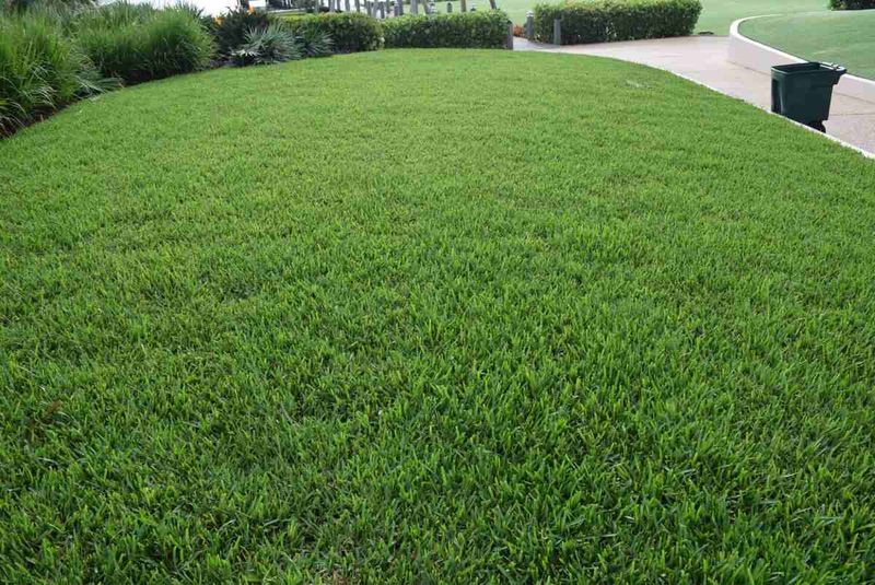 St. Augustinegrass St. Augustinegrass