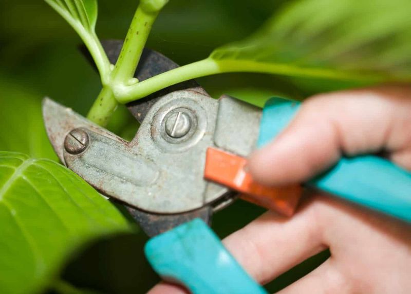 Start With Pruning Restraint